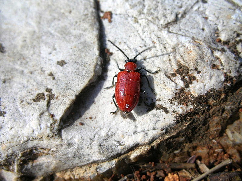 Chrysomelidae: Lilioceris lilii